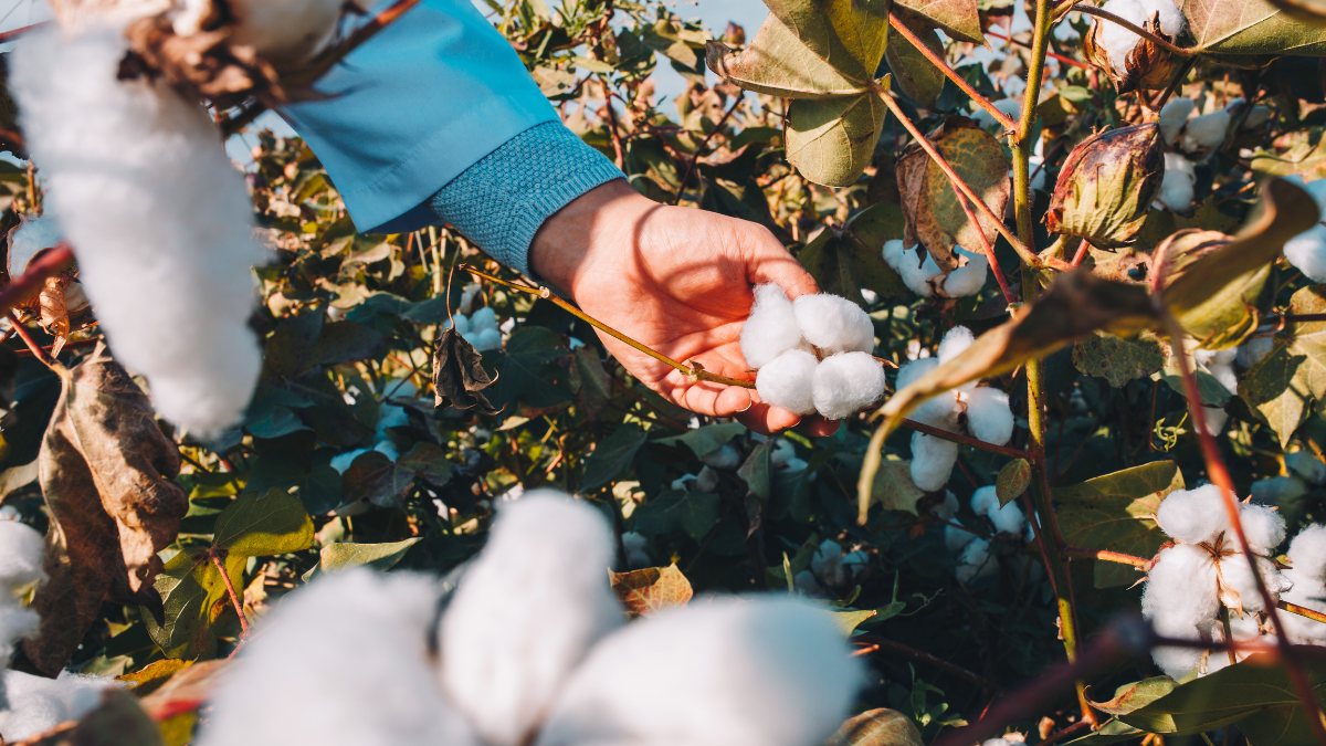 What Building a Different Sourcing Model For Cotton Really Takes